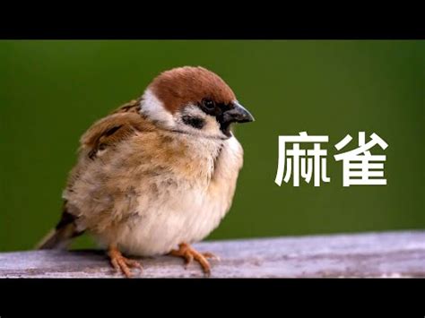 家裡飛來麻雀|【家裡飛進麻雀】家裡飛進麻雀的吉凶預兆：小心謹慎，福禍難測。